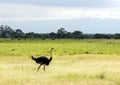 A big male ostrich walking in the Ngorongoro Crater