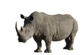 Big male rhinoceros Royalty Free Stock Photo