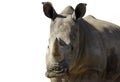 Big male rhinoceros Royalty Free Stock Photo