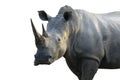 Big male rhinoceros Royalty Free Stock Photo