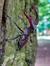 Big male stag beetle on the tree branch Royalty Free Stock Photo