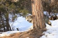 Big male timber wolf behind tree