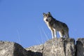 Big male timber wolf