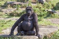 Big males gorilla Royalty Free Stock Photo