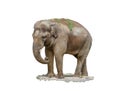 Big mammal animal elephant on a white background Royalty Free Stock Photo