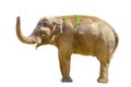 Big mammal animal elephant on a white background Royalty Free Stock Photo