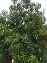Big mango tree with many Mangoe fruits and green leaves Royalty Free Stock Photo