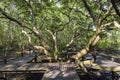 Big Mangroves tree with wood around mangrove forest