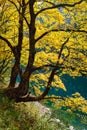 Big maple tree near peaceful autumn Alps mountain lake with clear transparent water and reflections. Gosauseen or Vorderer Royalty Free Stock Photo