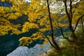 Big maple tree near peaceful autumn Alps mountain lake with clear transparent water and reflections. Gosauseen or Vorderer Royalty Free Stock Photo