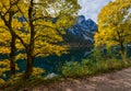 Big maple tree near peaceful autumn Alps mountain lake with clear transparent water and reflections. Gosauseen or Vorderer Royalty Free Stock Photo