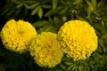 Marigold late afternoon