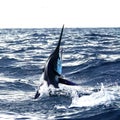 Big marlin fish breaching out of the water. Sport-fishing