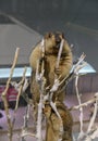 The big marmot staying at the top of the branch