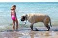Big Mastiff dog and small little girl
