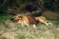 Lion sleeping in the grass in the shadow.