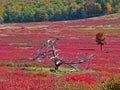 Big Meadow in the Fall, Shenandoah Royalty Free Stock Photo
