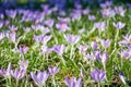 Big meadow with many fresh spring purple crocus flowers on the lush grass Royalty Free Stock Photo