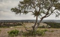 Big mesquite tree in hill country Royalty Free Stock Photo