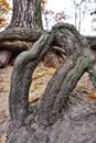 Big mighty strong roots of old tree, closeup view.