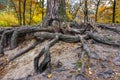 Big mighty strong roots of old tree, closeup view.