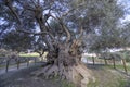 Big millenary olive tree near the antique city of Azoria