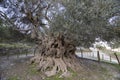 Big millenary olive tree near the antique city of Azoria Royalty Free Stock Photo