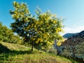 Big mimosa& x27;s tree blooming, A big mimosa& x27;s tree in a public garden in France Royalty Free Stock Photo