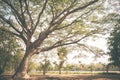 Big Mimosa tree