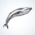 Whale. Vector drawing Royalty Free Stock Photo