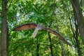 Prehistoric flying dinosaur Pteranodon in nature Royalty Free Stock Photo