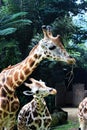 Big Mom Giraffe and Her Baby Giraffe Royalty Free Stock Photo