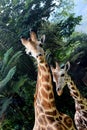 Big Mom Giraffe and Her Baby Giraffe Royalty Free Stock Photo