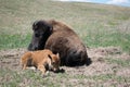 Big Momma Bison checking on her baby