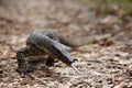 Big monitor lizard creep in a forest Royalty Free Stock Photo