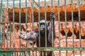 big monkey in cage Royalty Free Stock Photo