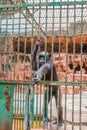 big monkey in cage Royalty Free Stock Photo