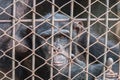 big monkey in cage Royalty Free Stock Photo