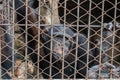 big monkey in cage Royalty Free Stock Photo