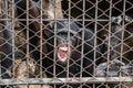 big monkey in cage open mouth Royalty Free Stock Photo