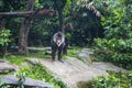 Big monkey, mandrill lat. Mandrillus sphinx. Beautiful portrait of a mandrill close-up, a baboon monkey with a colorful face and