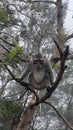 big monkey up in the tree looking at the food