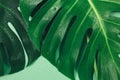 Big Monstera green leaves on a green background. Tropic palm leaf close up with water drops. Summer Template, flat lay Royalty Free Stock Photo