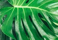 Big Monstera green leaves on green background. Tropic palm leaf close up with water drops. Summer Template, flat lay Royalty Free Stock Photo