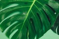 Big Monstera green leaves on a green background. Tropic palm leaf close up with water drops. Summer Template, flat lay Royalty Free Stock Photo