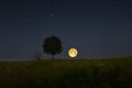 Big moon and lonely tree in the evening Royalty Free Stock Photo