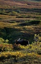 Big Moose bull Royalty Free Stock Photo
