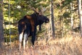 Big Moose bull with antlers is standing in the autumn forest Royalty Free Stock Photo