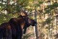 Big Moose bull with antlers is standing in the autumn forest Royalty Free Stock Photo