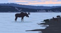 The big moose in the water near lake coast , dogs on the coast, black silhouettes. Royalty Free Stock Photo